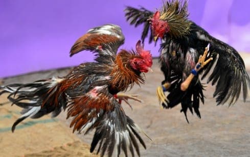 ไก่ชน